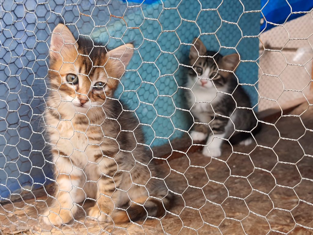 Animal shelter, street cat in cage