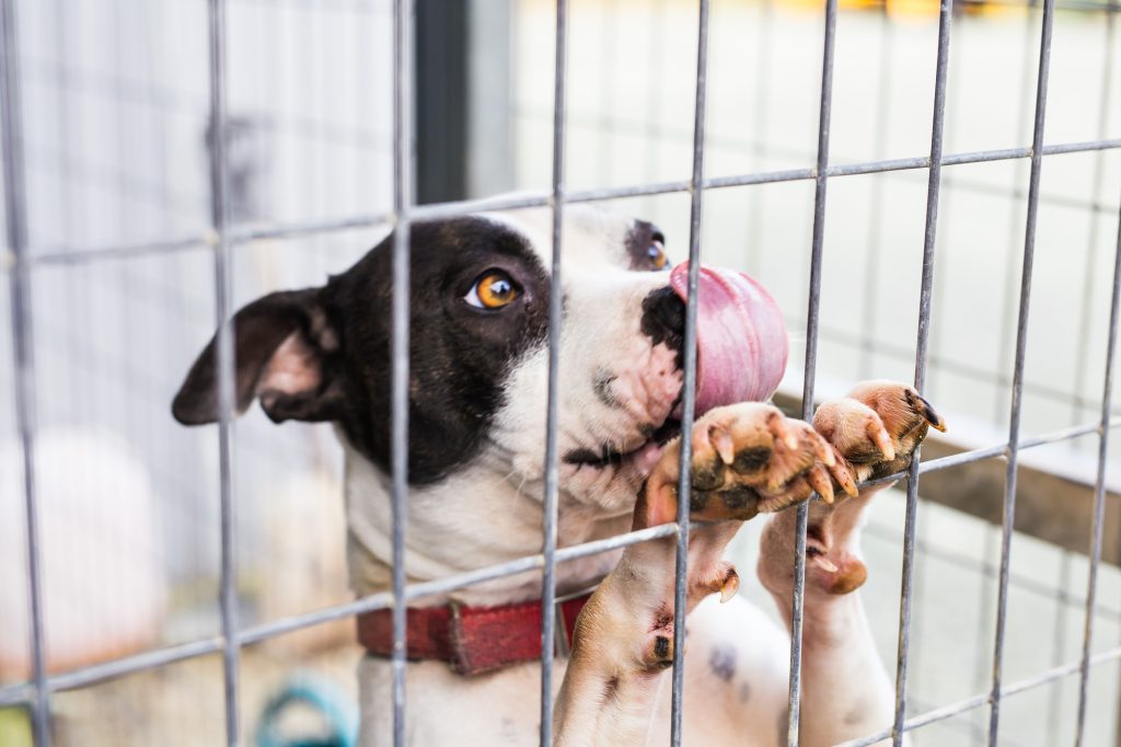 Close up of dog bulldog in a cage.