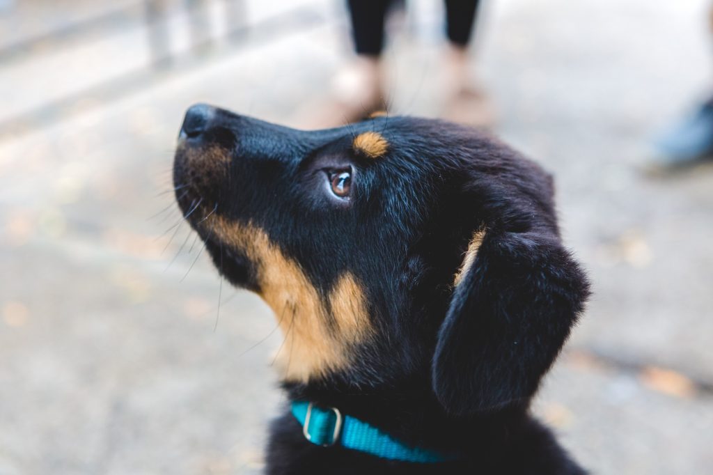 Cute Puppy