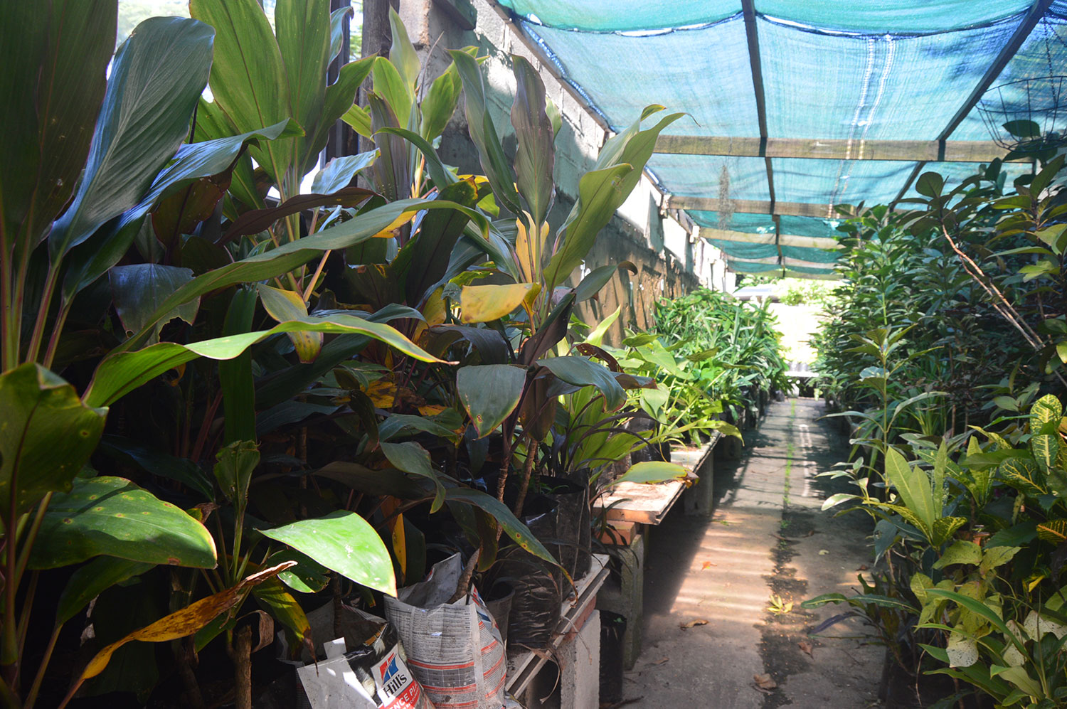 nursary-spca-rbay-12