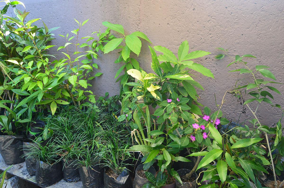 nursary-spca-rbay-3